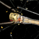 Illustration for article titled Scientists Discover the Largest Orbweaving Spider in the World